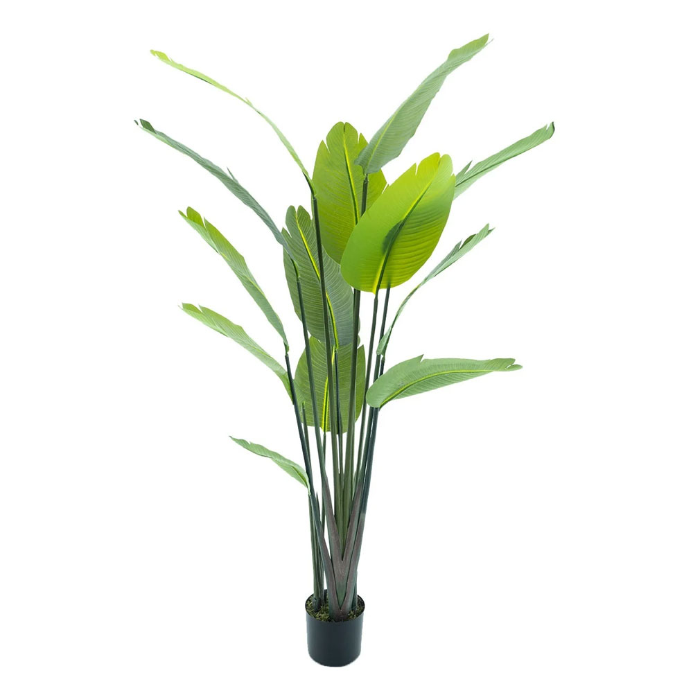 Countrylifestyle Strelitzia palm 187 cm