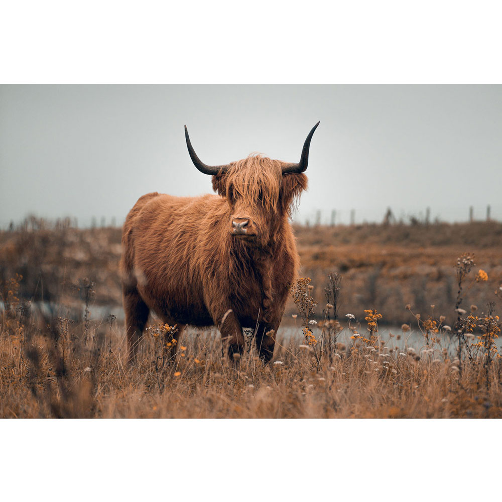 Countrylifestyle Glasschilderij Hooglander