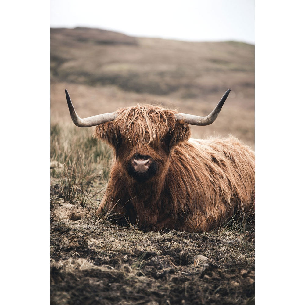 Countrylifestyle Glasschilderij Liggende Hooglander