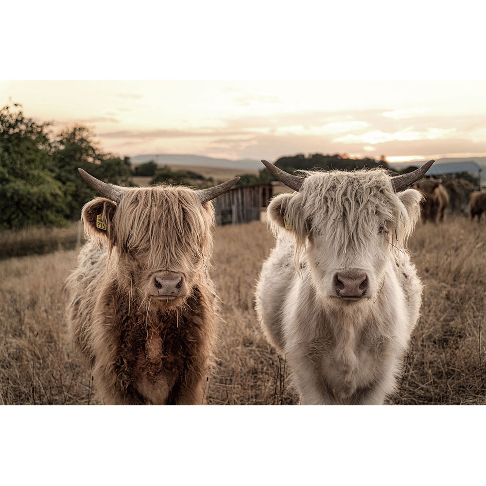 Countrylifestyle Glasschilderij Hooglander zusjes