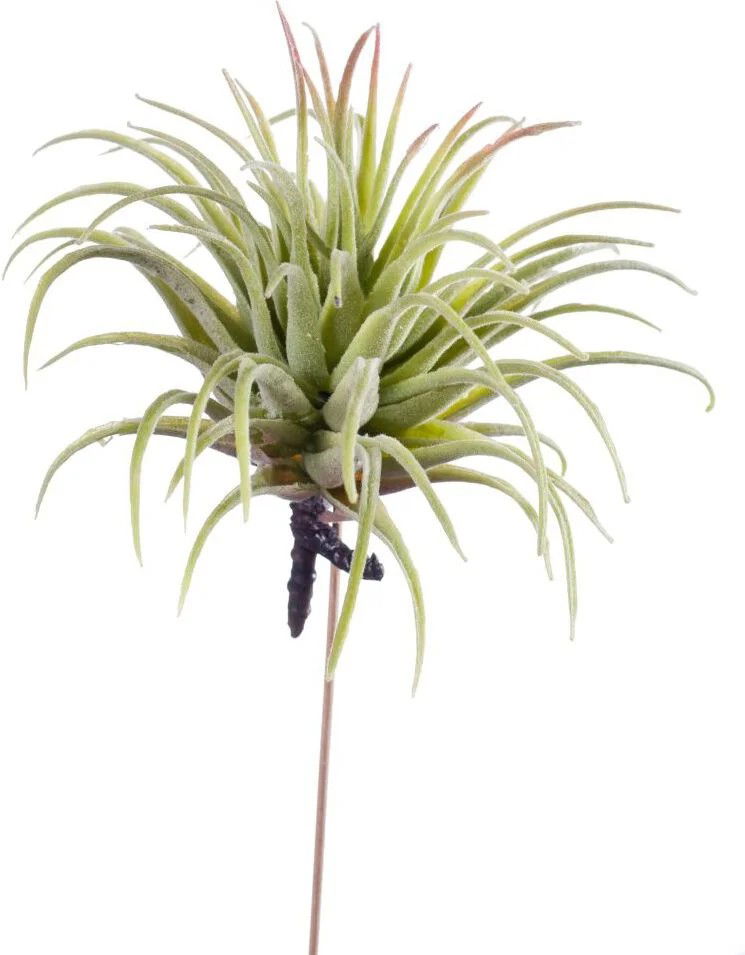 Emerald Tillandsia rubra 12 cm lt green - 