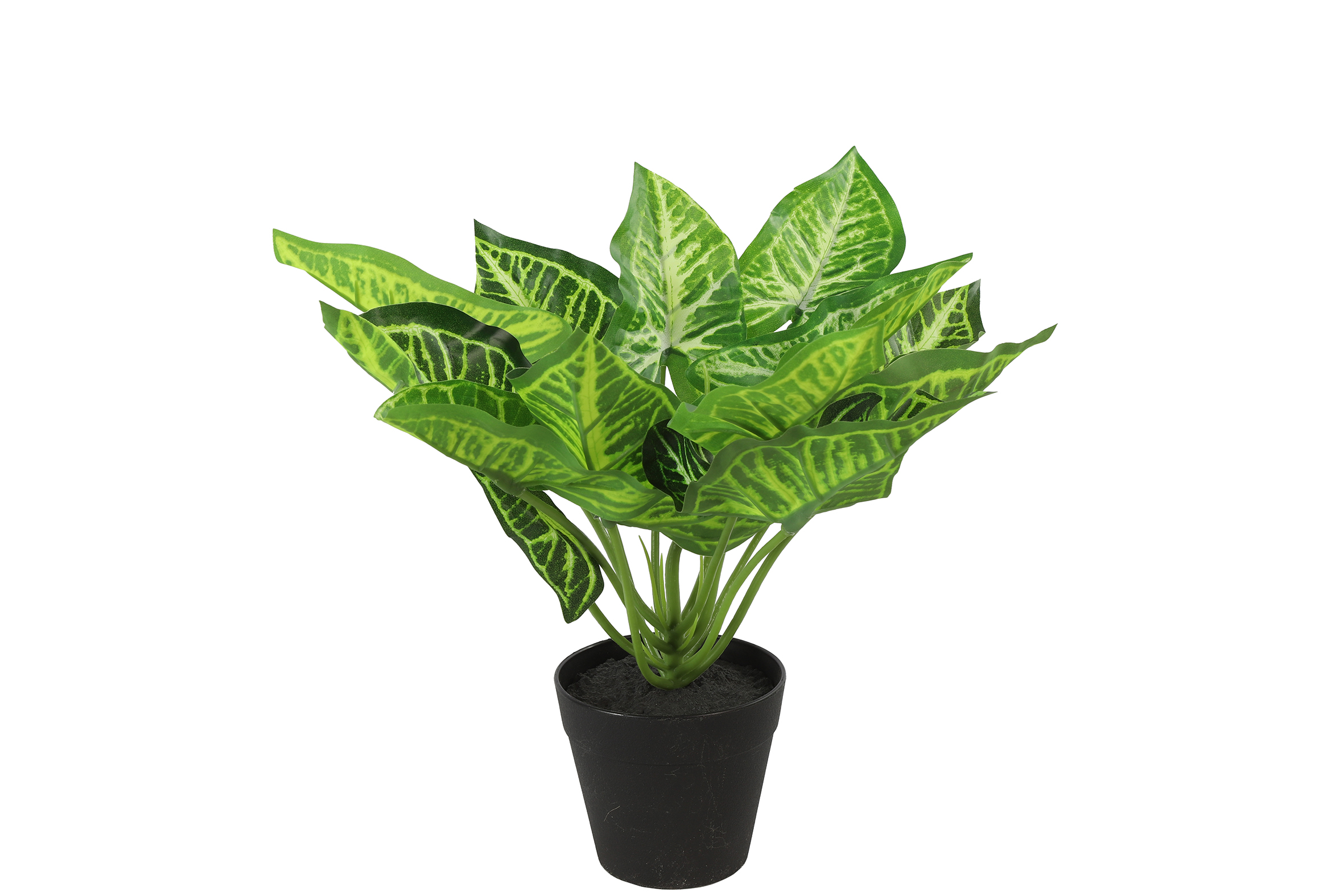 Countryfield Calathea S groen - 