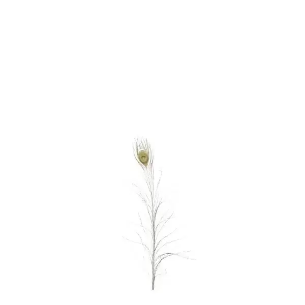 Edelman Veer l50b6cm goud 12st