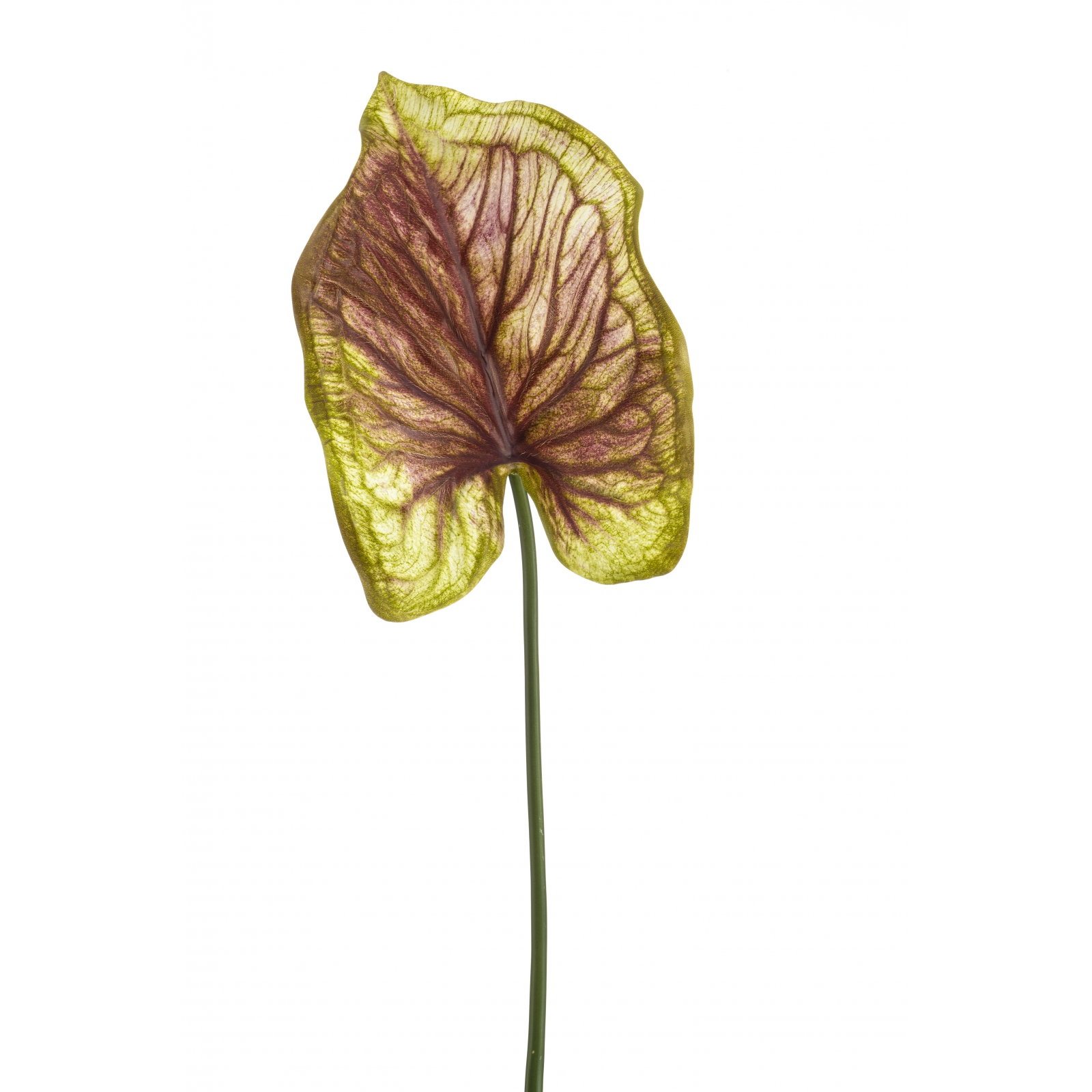 Woonexpress Caladium