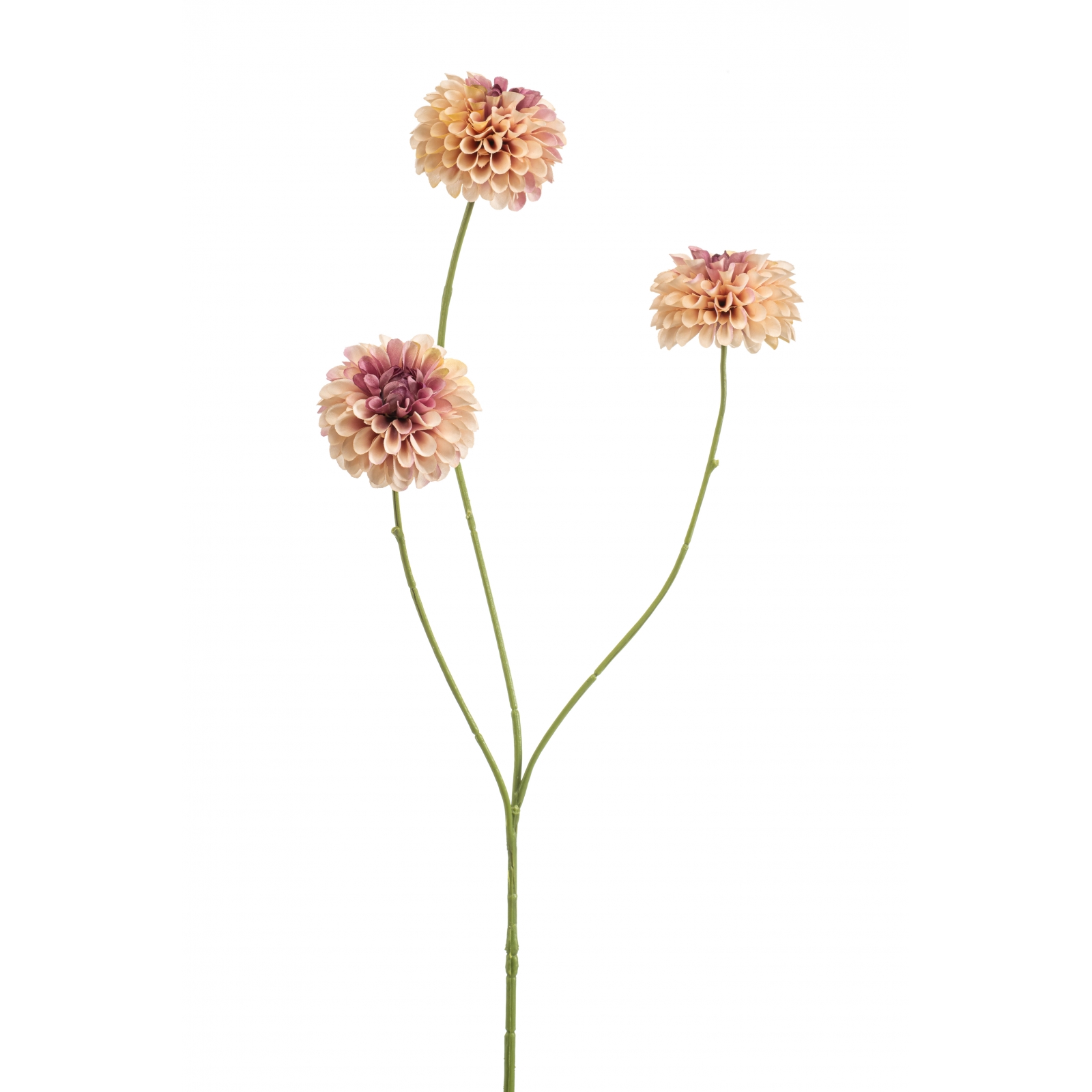 Woonexpress Dahlia pompom