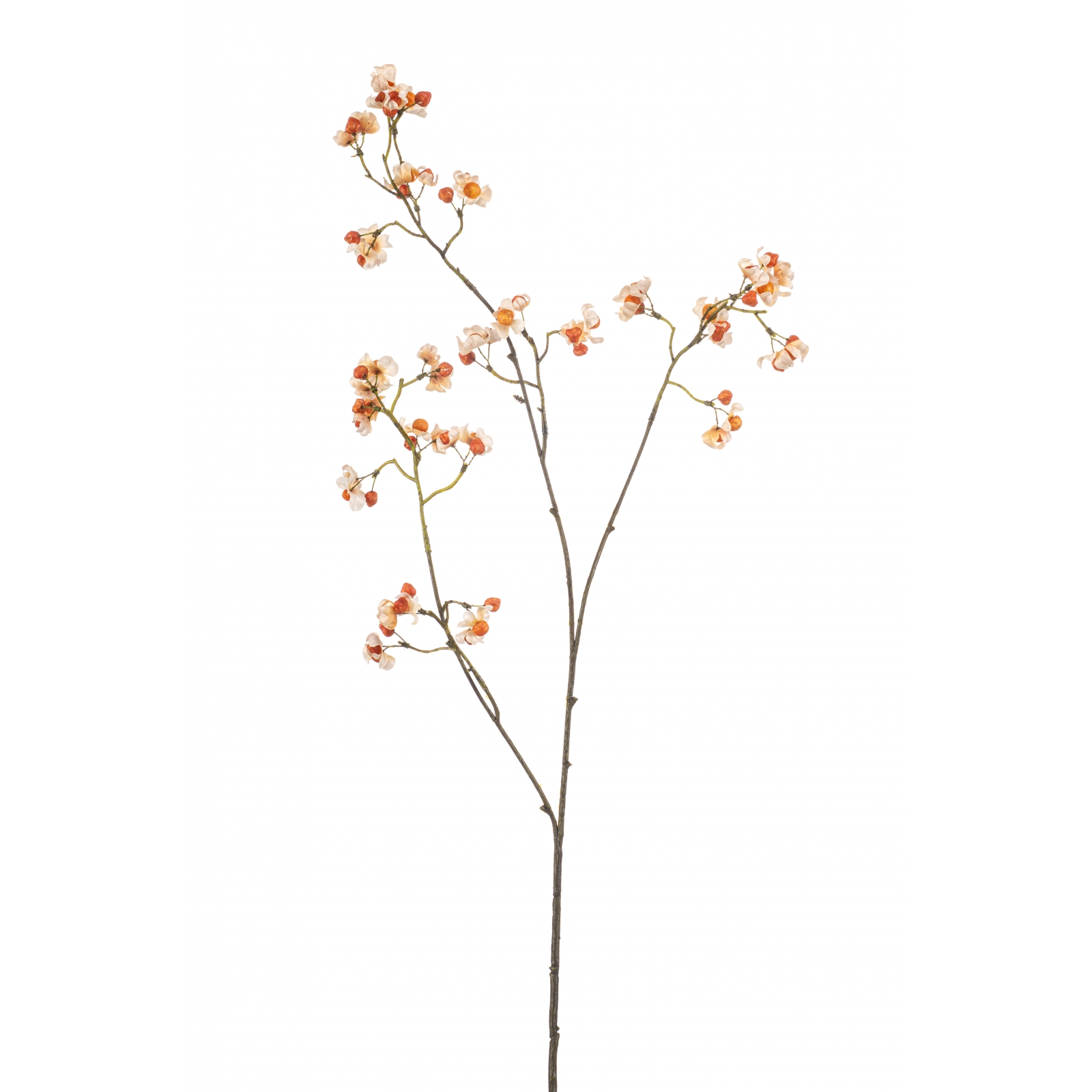 Woonexpress Euonymus