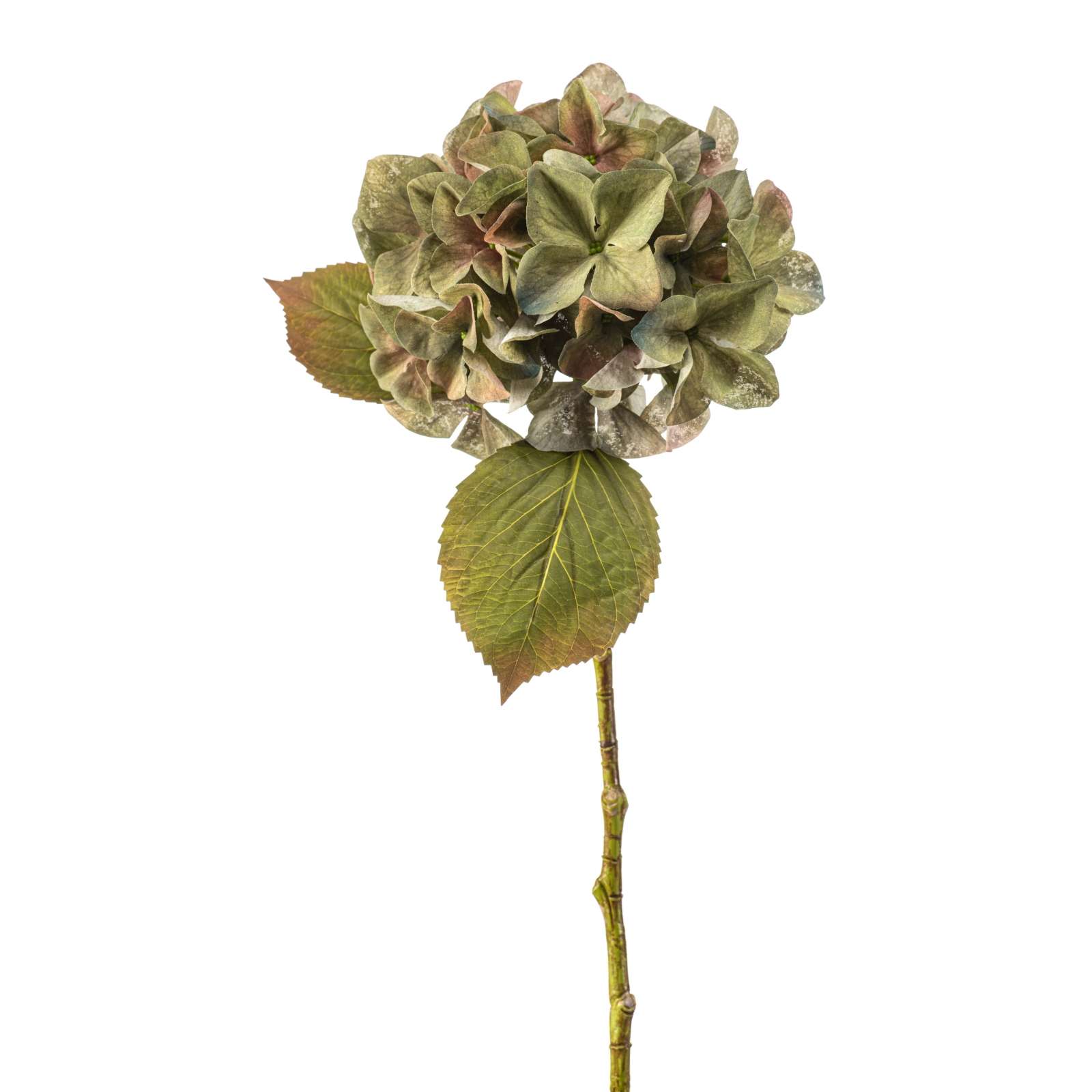 Woonexpress Hydrangea