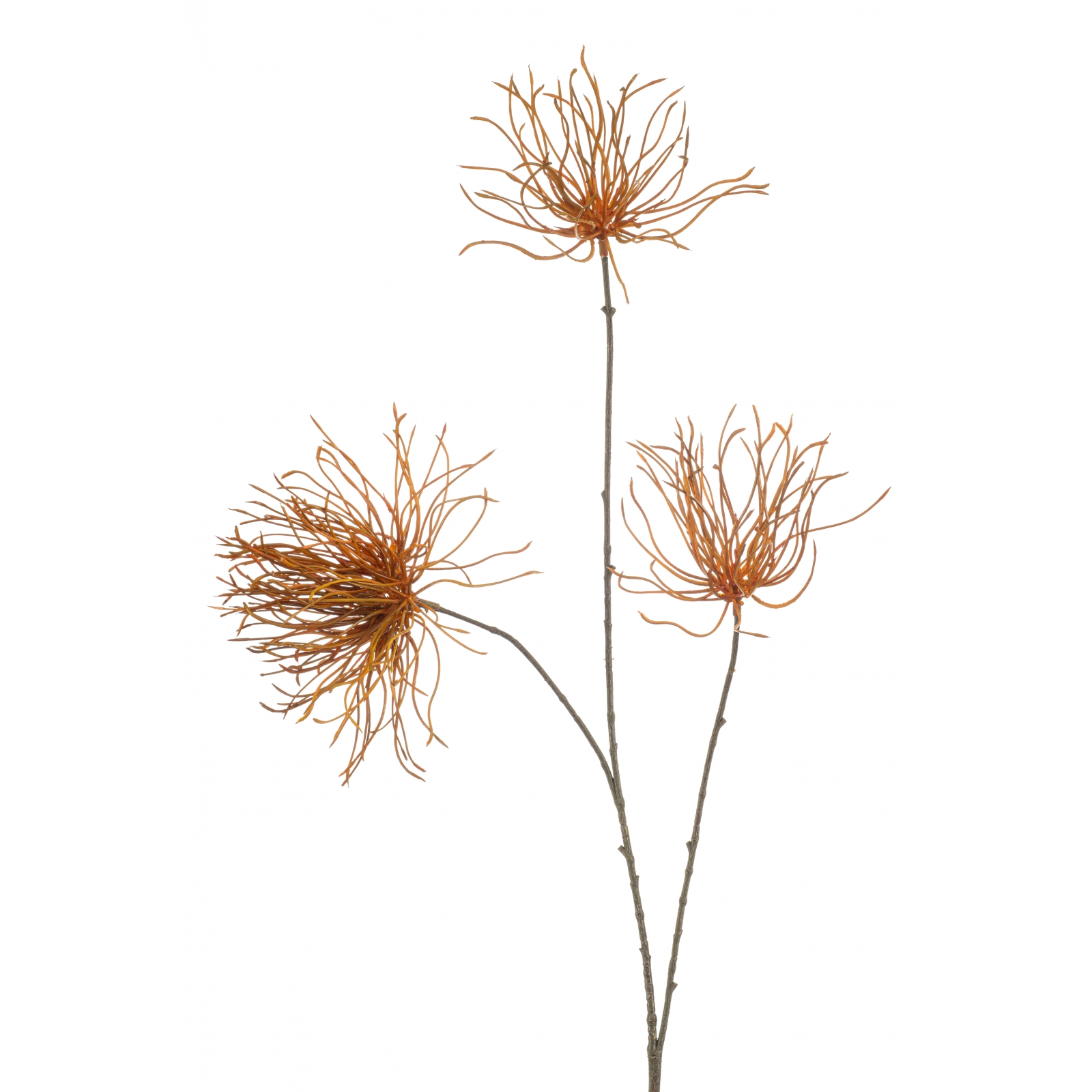 Woonexpress Thistle