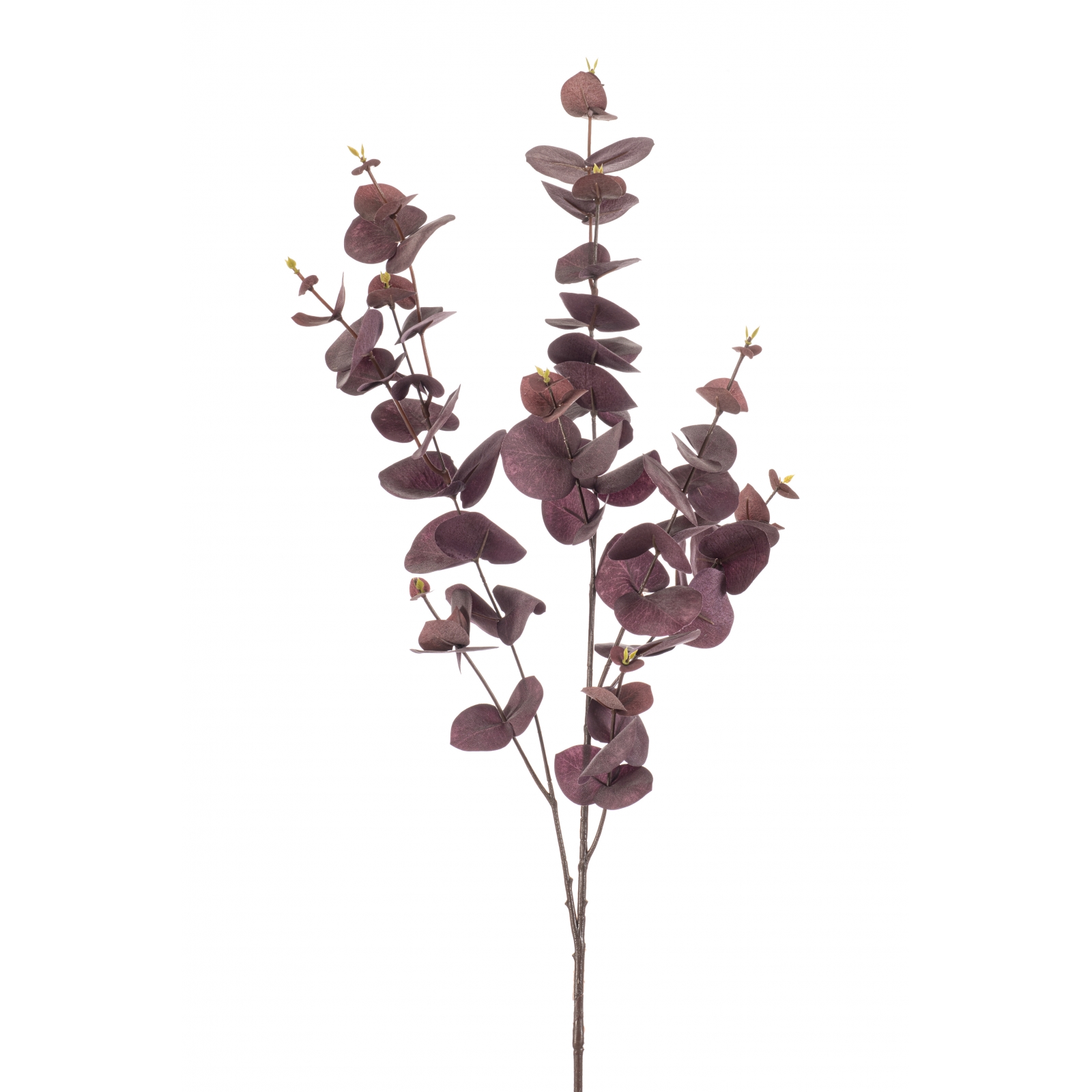 Woonexpress Eucalyptus