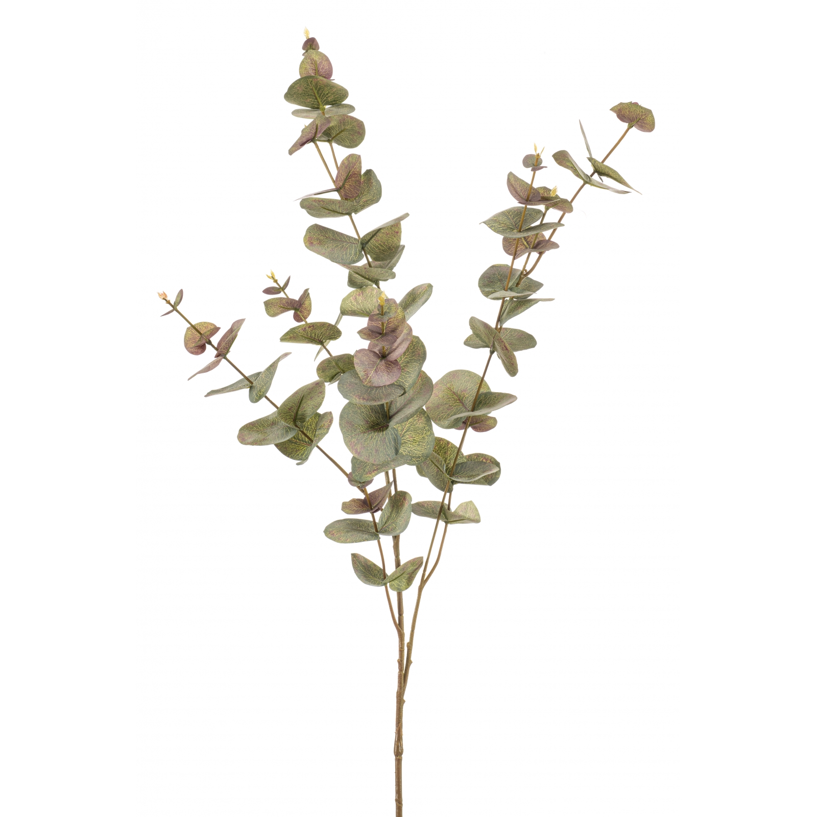 Woonexpress Eucalyptus