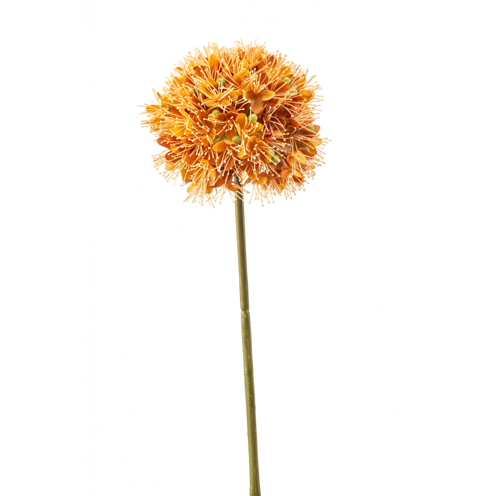 Woonexpress Allium