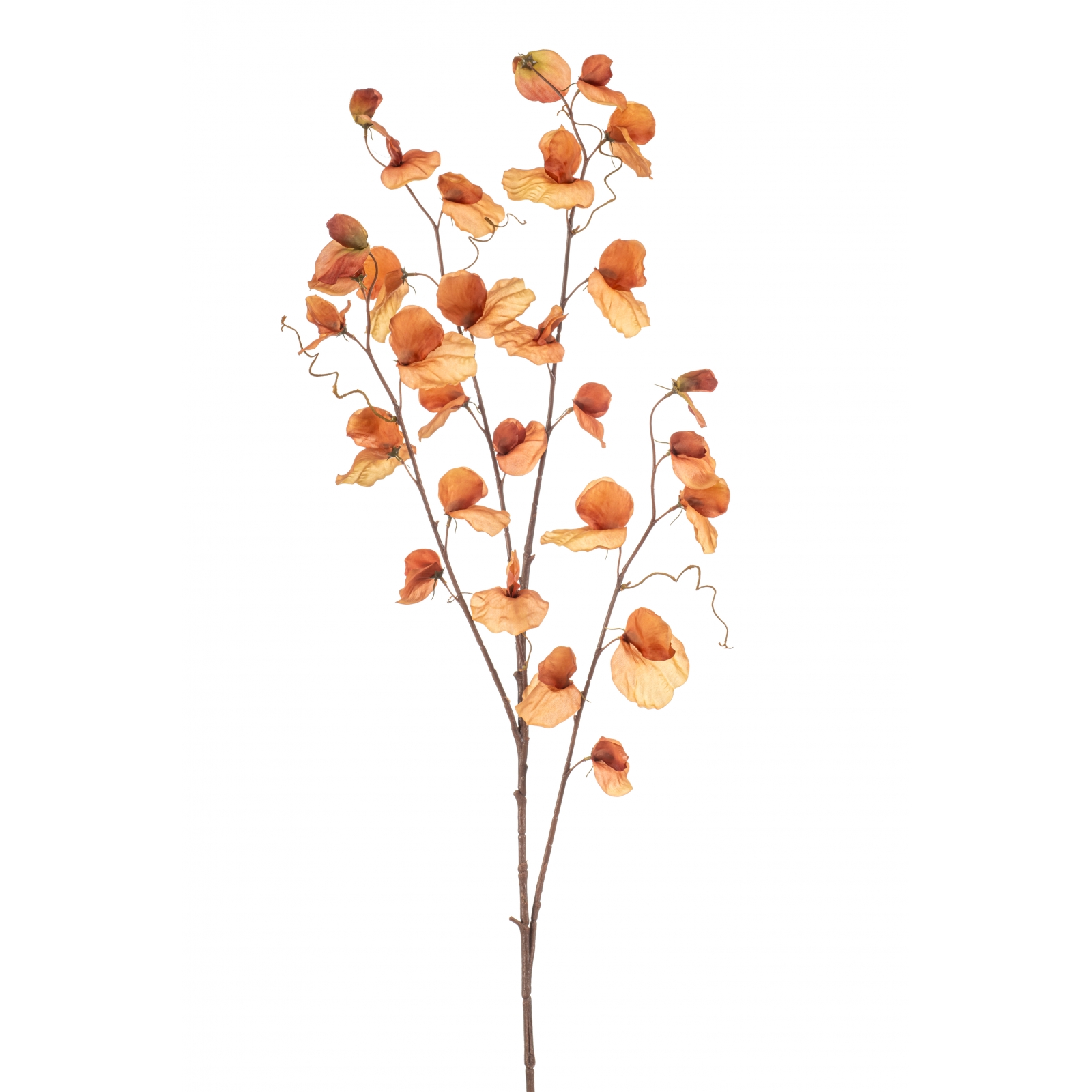 Woonexpress Lathyrus