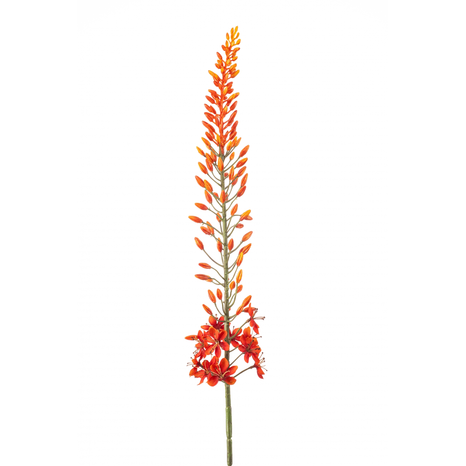 Woonexpress Eremurus