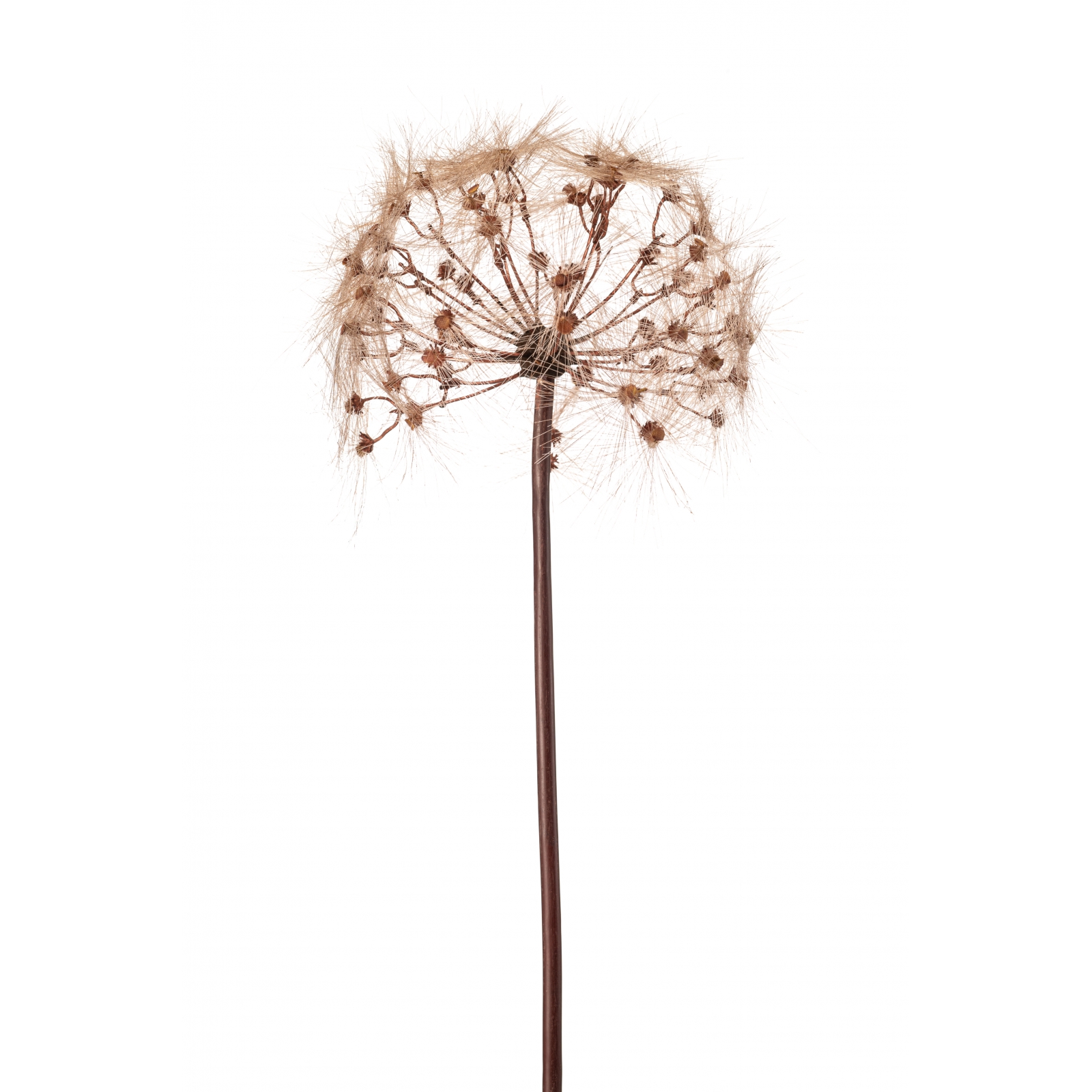 Woonexpress Dandelion