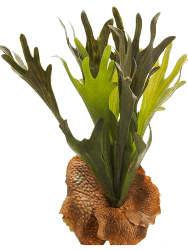 Emerald Hertshoorn varen 38 cm kunstbloem zijde nepbloem - 