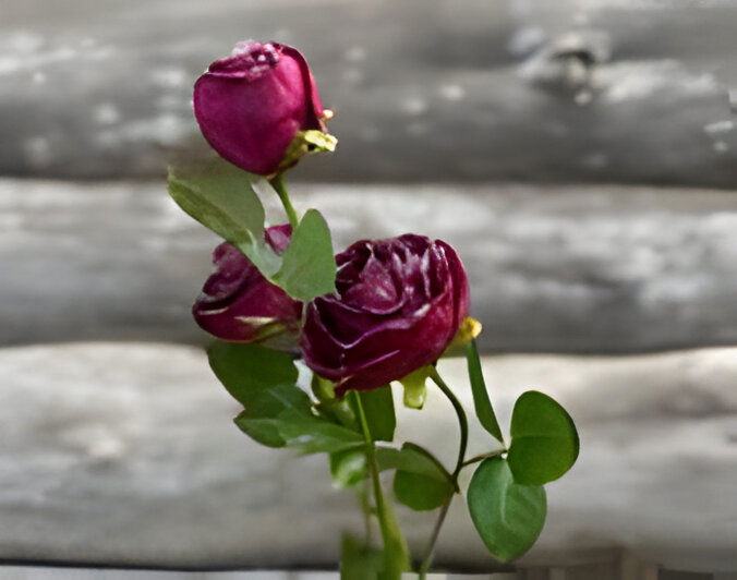 Buitengewoon de boet Roze 3 knopen donkerrood - 