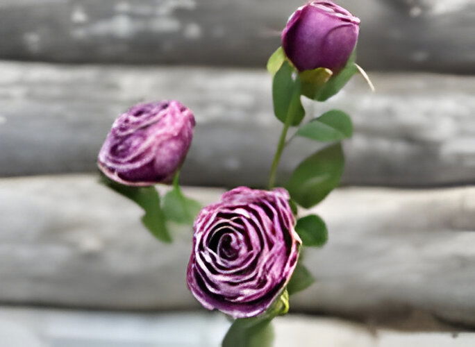 Buitengewoon de boet Roze 3 knoopjes violet - 
