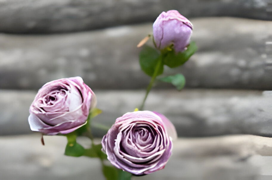 Buitengewoon de boet Roze 3 knoopjes licht violet - 