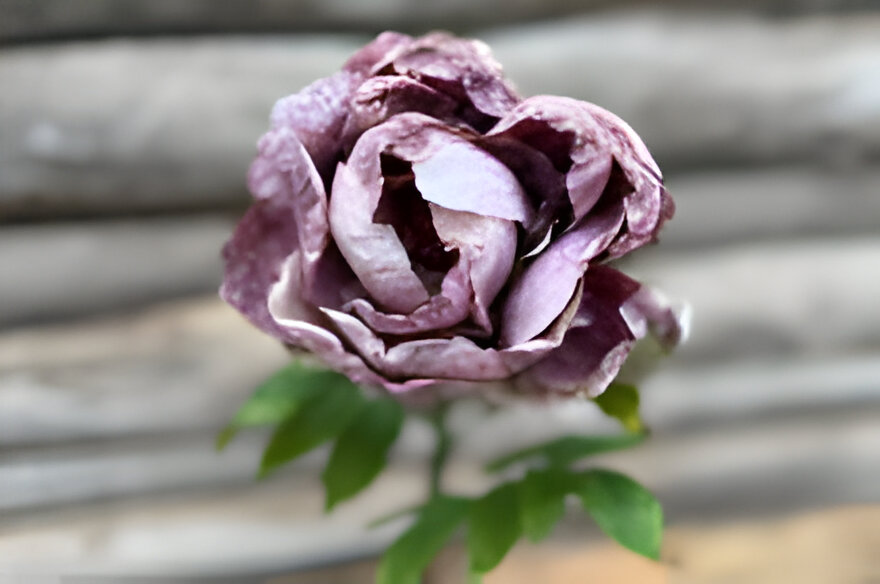 Buitengewoon de boet Enkele violette pioen - 