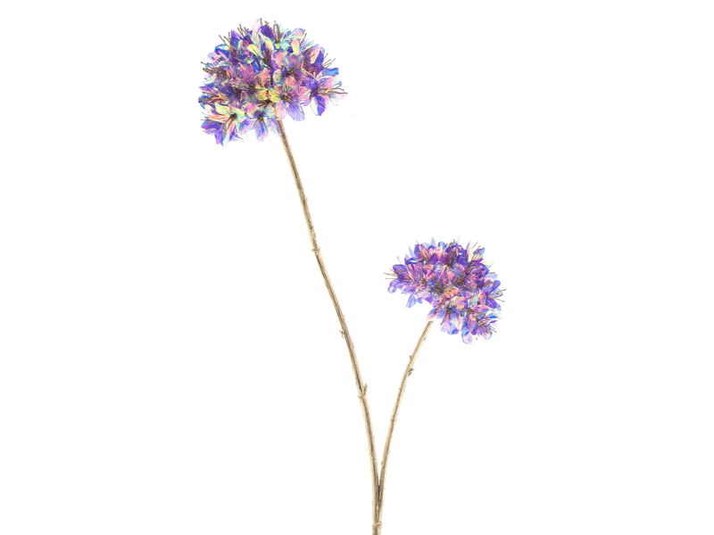 Hortus Kunstbloem allium holografic beauty, 78 cm - 