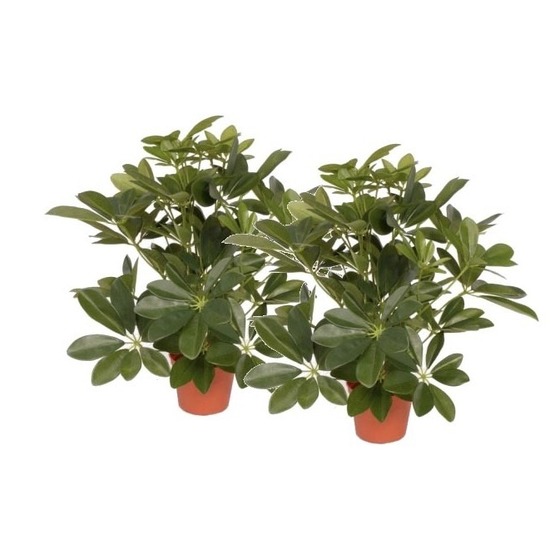 Bellatio flowers & plants 2x Kunstplanten schefflera struik 55 cm -