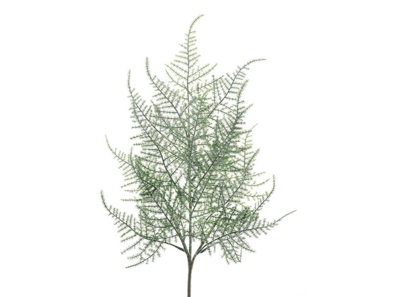 Hortus Kunsttak plumosa asparagus frosted, 65 cm - 