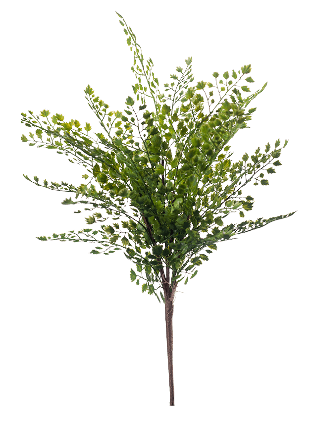 Emerald Fern adianthum bush 40 cm green - 