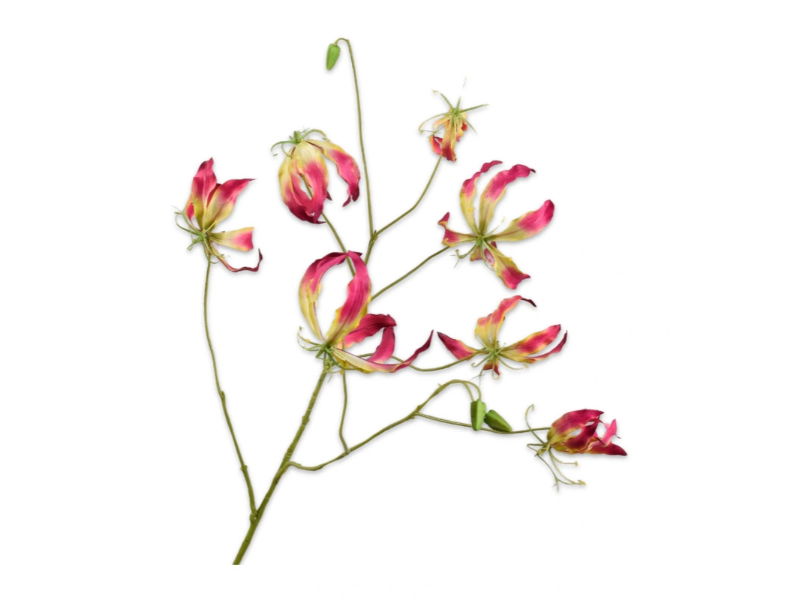 Silkka Gloriosasteel l110 cm beauty - 