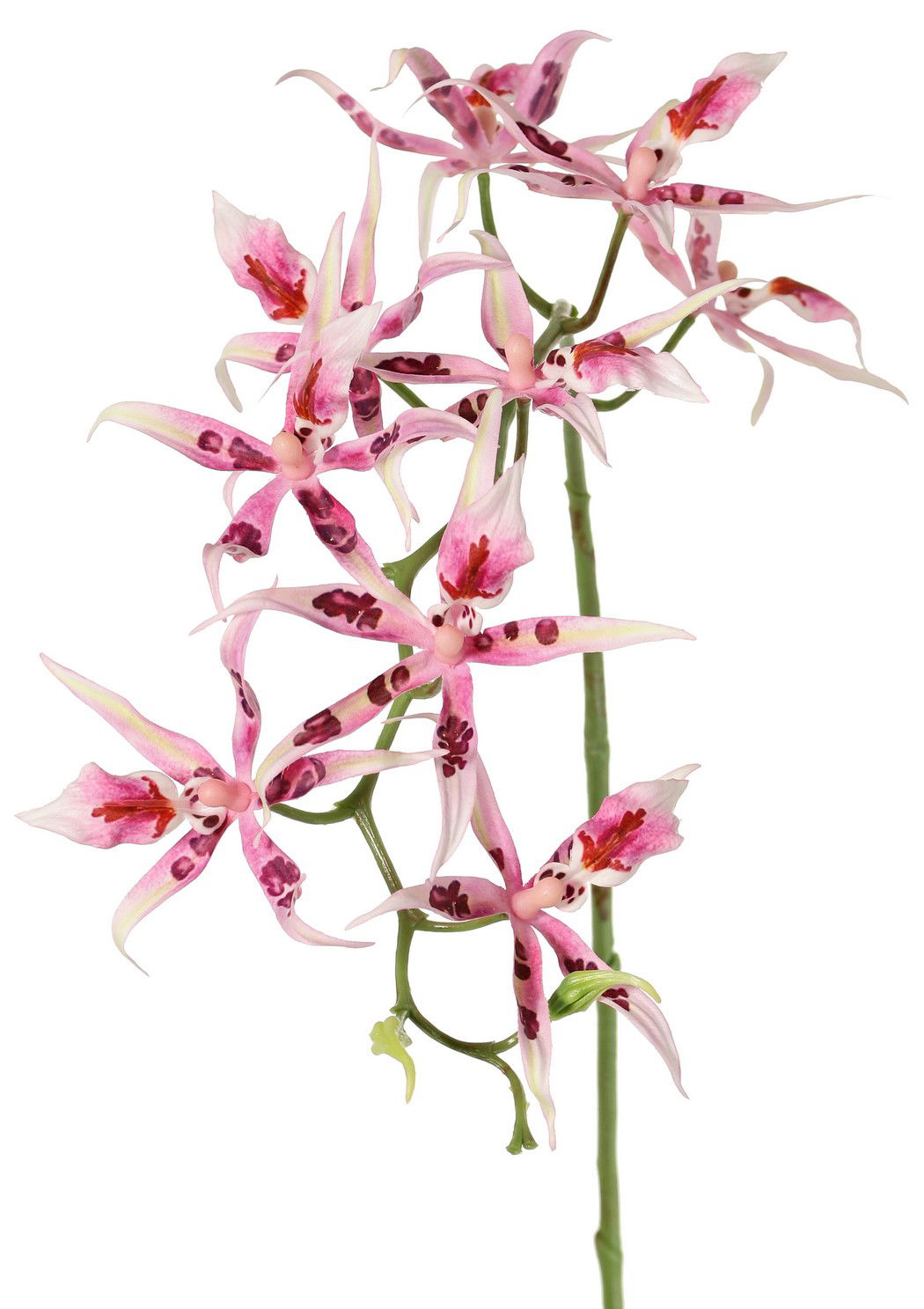 Driesprong collection Spiderorchidee brassia roze met 9 bloemen & 2 plastic knoppen kunstbloem zijde nepbloem - 