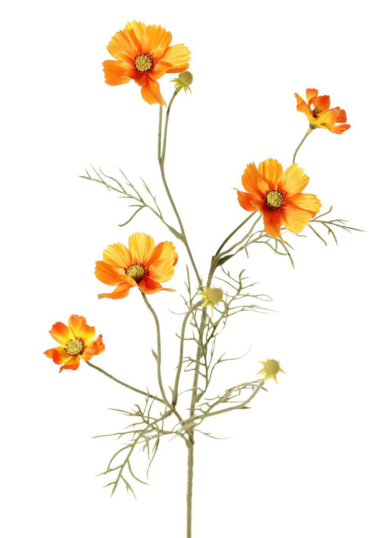 Top art Cosmea Cosmos bipinnatus met 5 bloemen 3 knoppen & 7 bladtoeven 72 cm - 