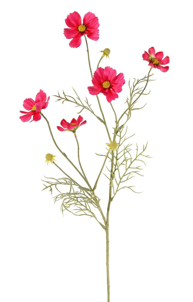 Top art Cosmea Cosmos bipinnatus met 5 bloemen 3 knoppen & 7 bladtoeven 72 cm - 