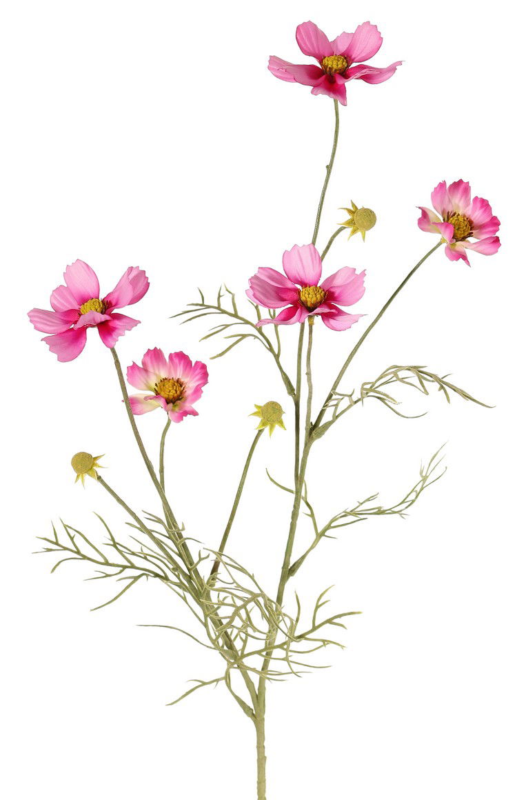 Top art Cosmea Cosmos bipinnatus met 5 bloemen 3 knoppen & 7 bladtoeven 72 cm - 