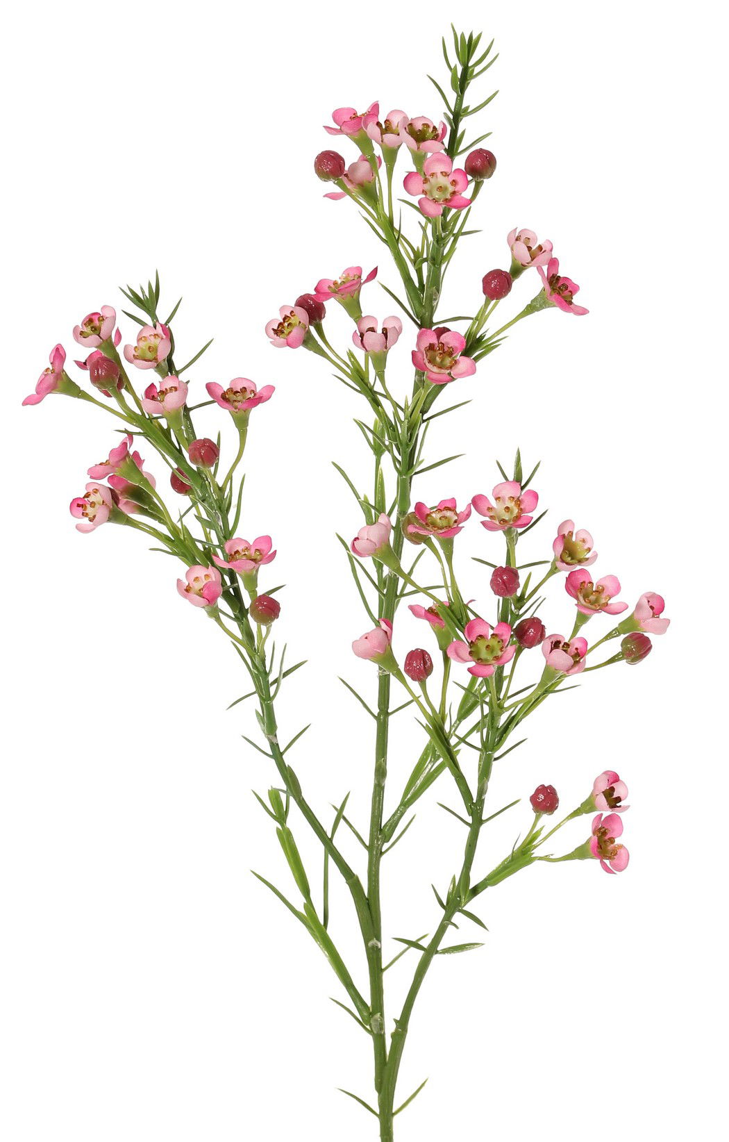 Top art Waxbloem Chamelaucium uncinatum met 36 bloemen & 18 plastic knoppen 63 cm - 