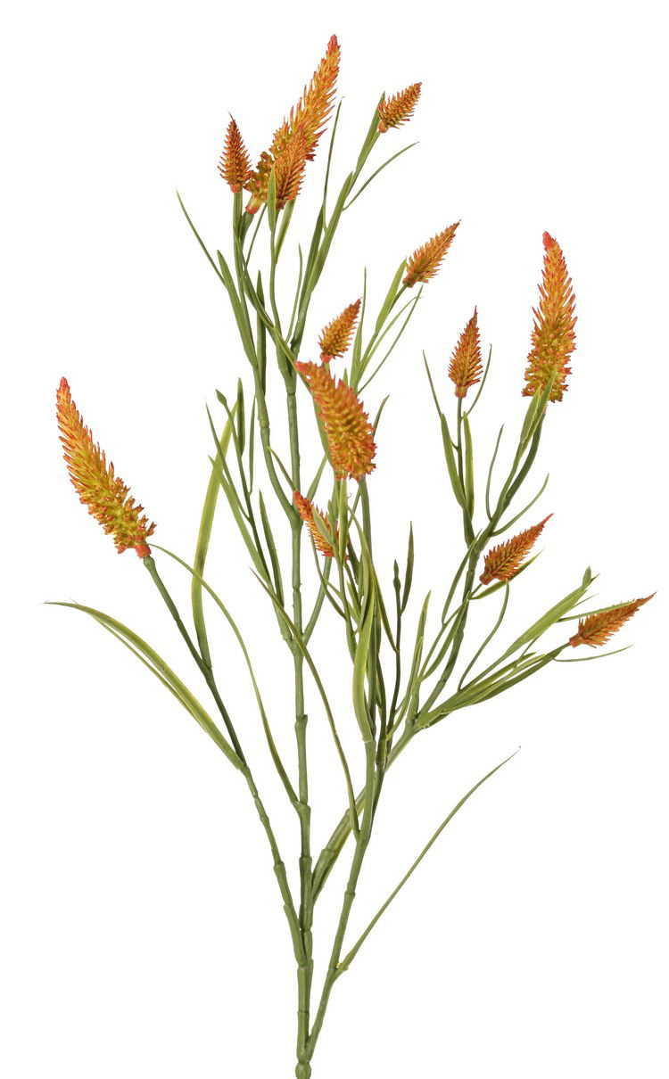 Top art Smalbladklaver Trifolium angustifolium 4x vertakt met 13 bloemen & 70 blaadjes 80 cm - 