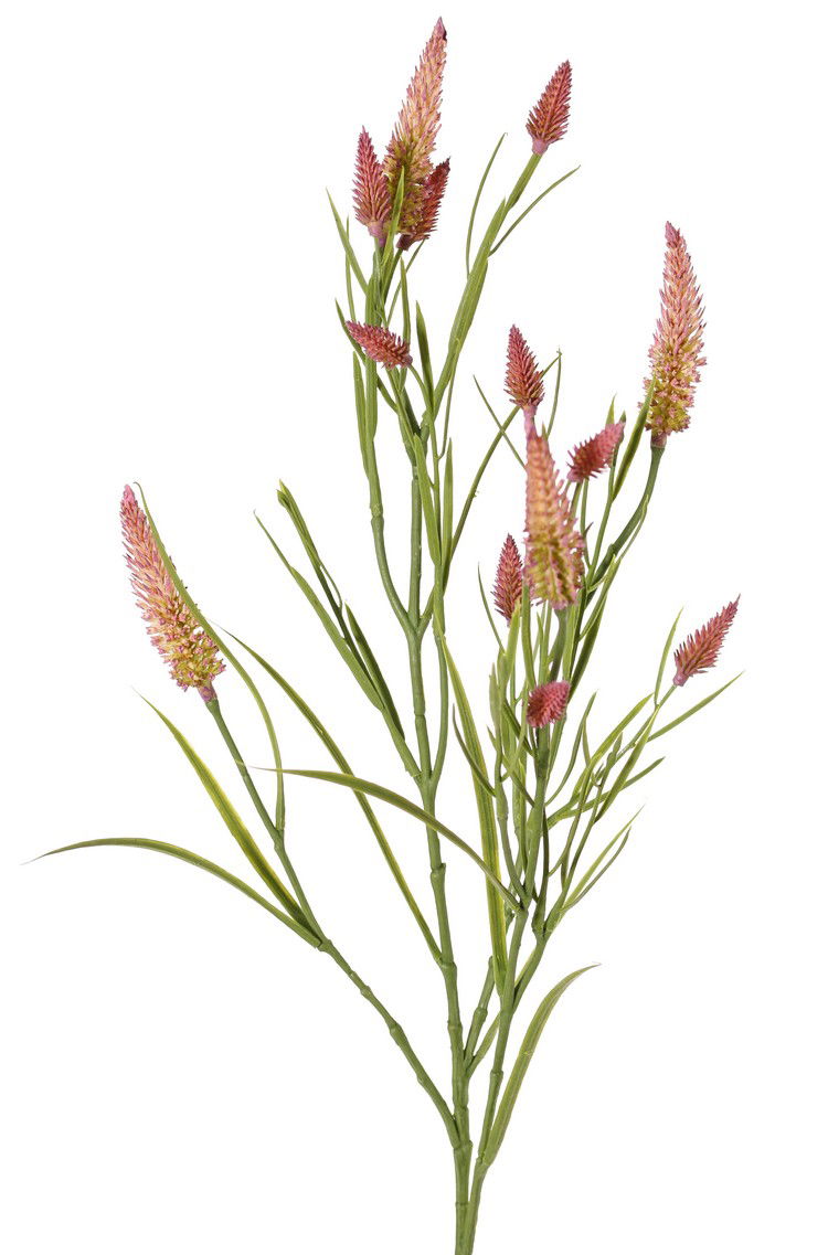 Top art Smalbladklaver Trifolium angustifolium 4x vertakt met 13 bloemen & 70 blaadjes 80 cm - 