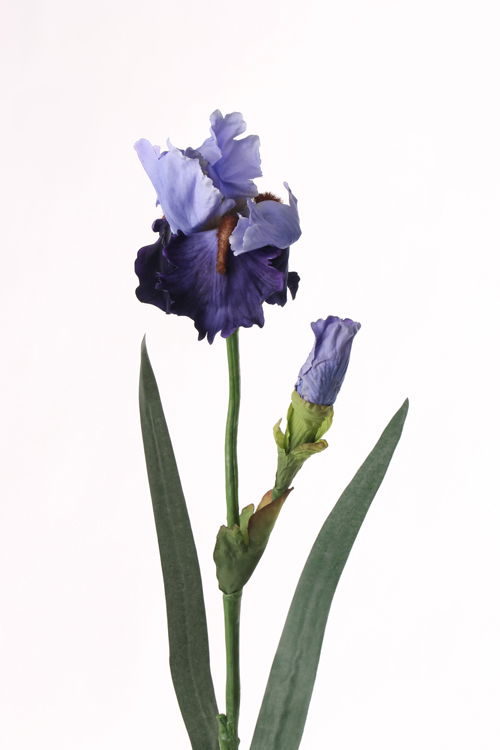 Top art Blauwe lis Iris bloeiend de luxe x2 1 bloem & 1 knop & 2 feel real bladeren 71 cm - 