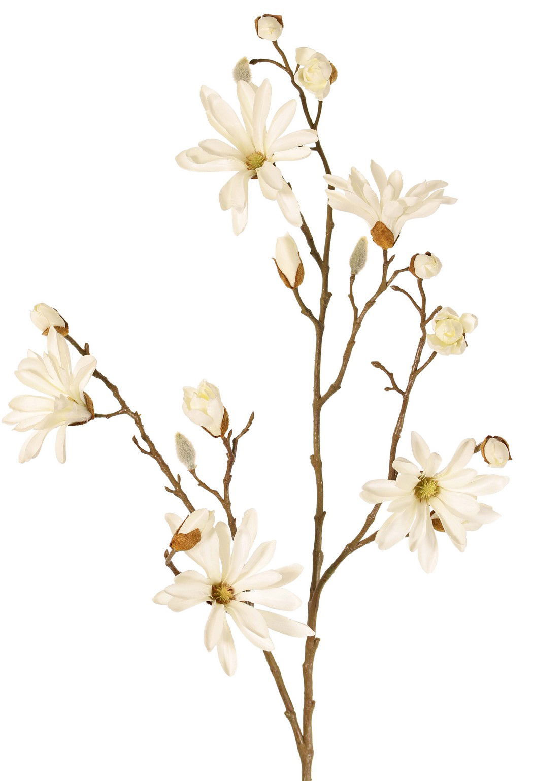 Top art Japanse magnolia 104 cm - 