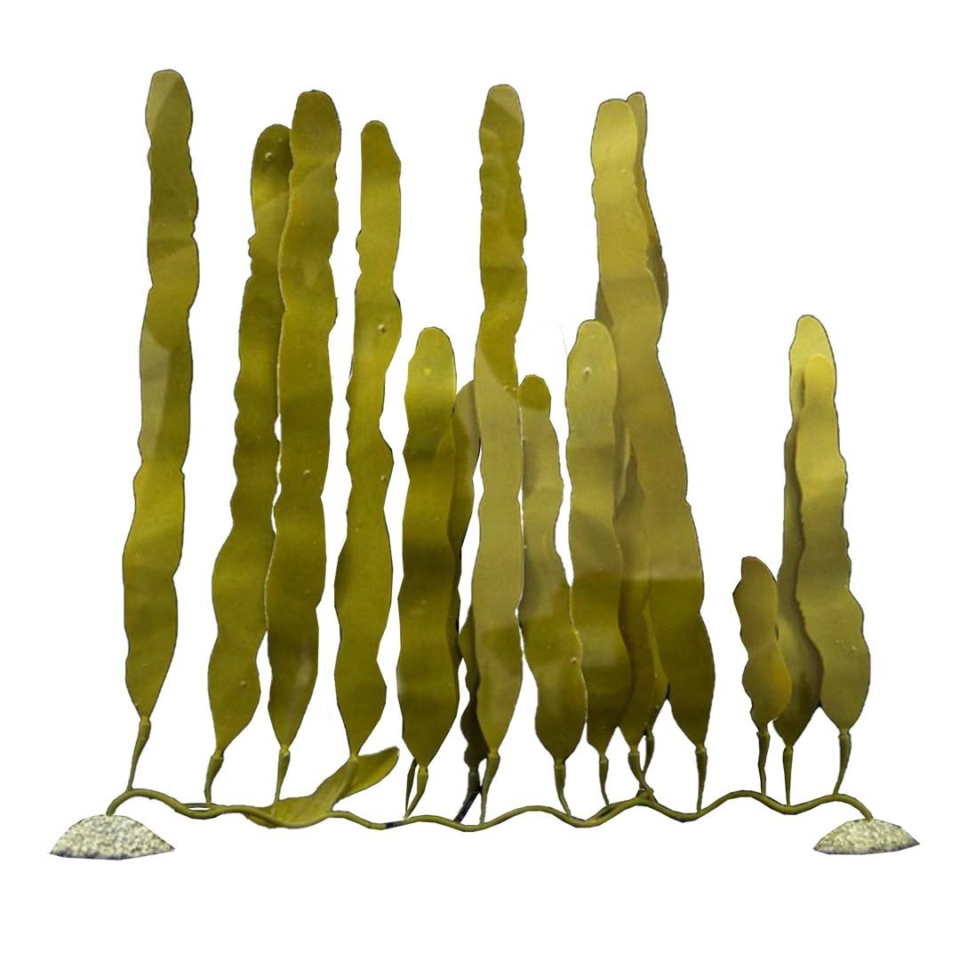 Aqua D'ella Kunstplant Caulerpa Small - 30CM