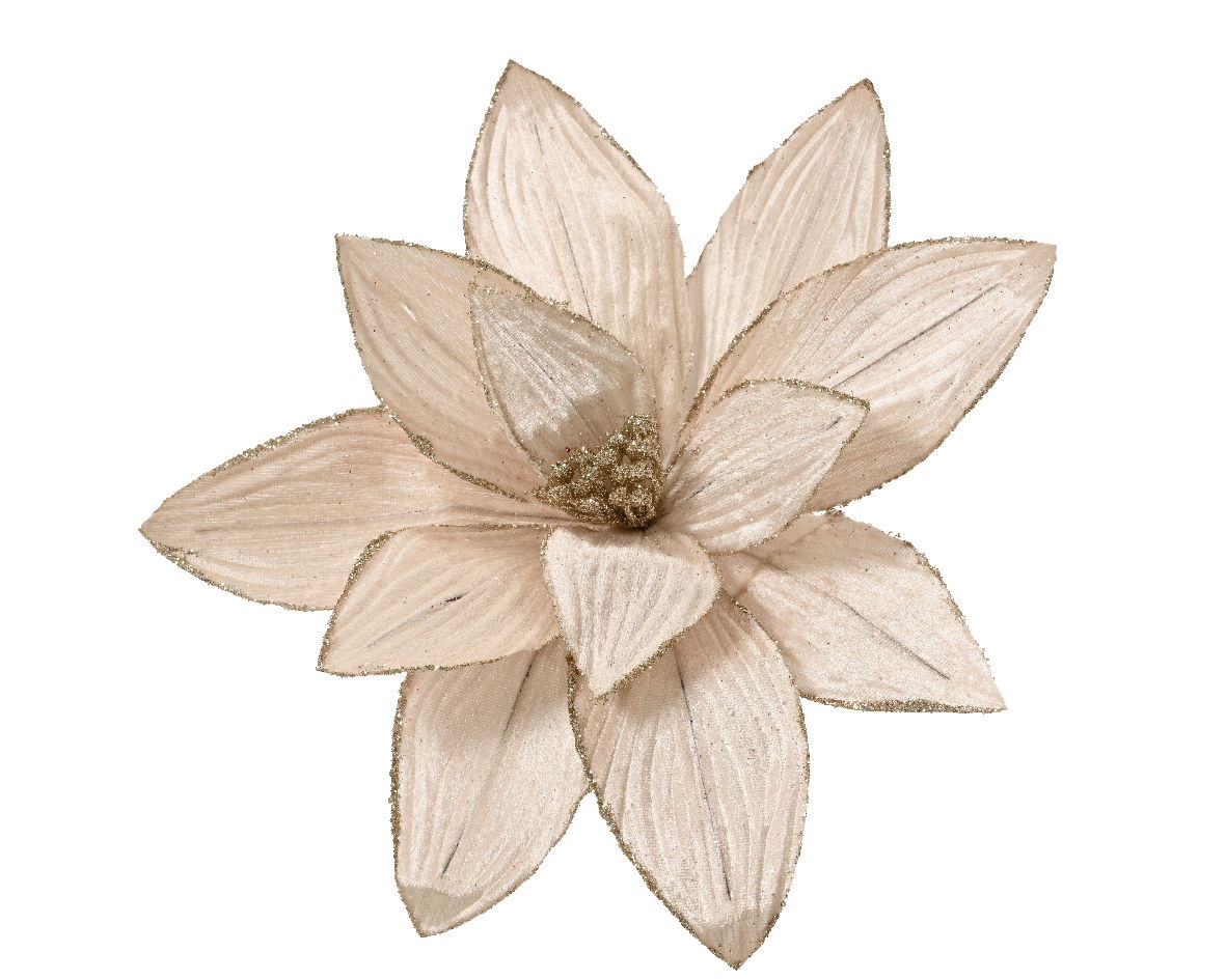 Everlands Poinsettia fluweel d30h15 cm chmpgn - 