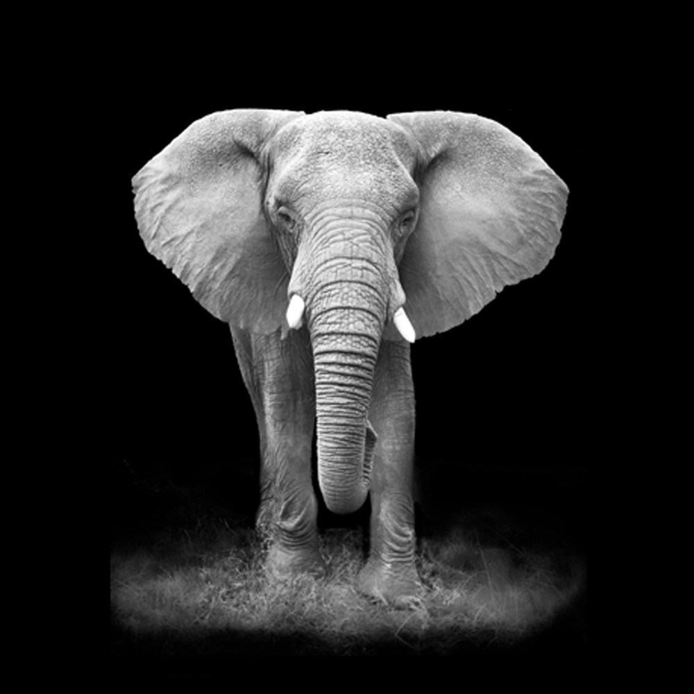 Countrylifestyle Mondiart Alu Olifant matdib218 1042946