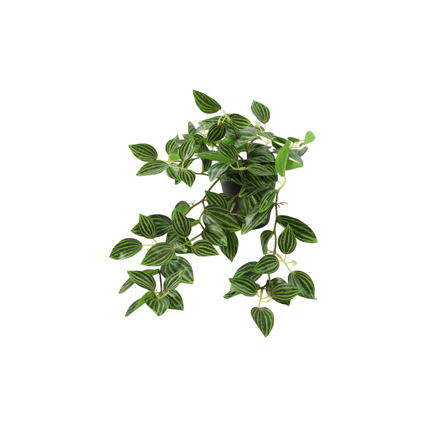Countryfield Kunstplant steker/hang Peperomia groen