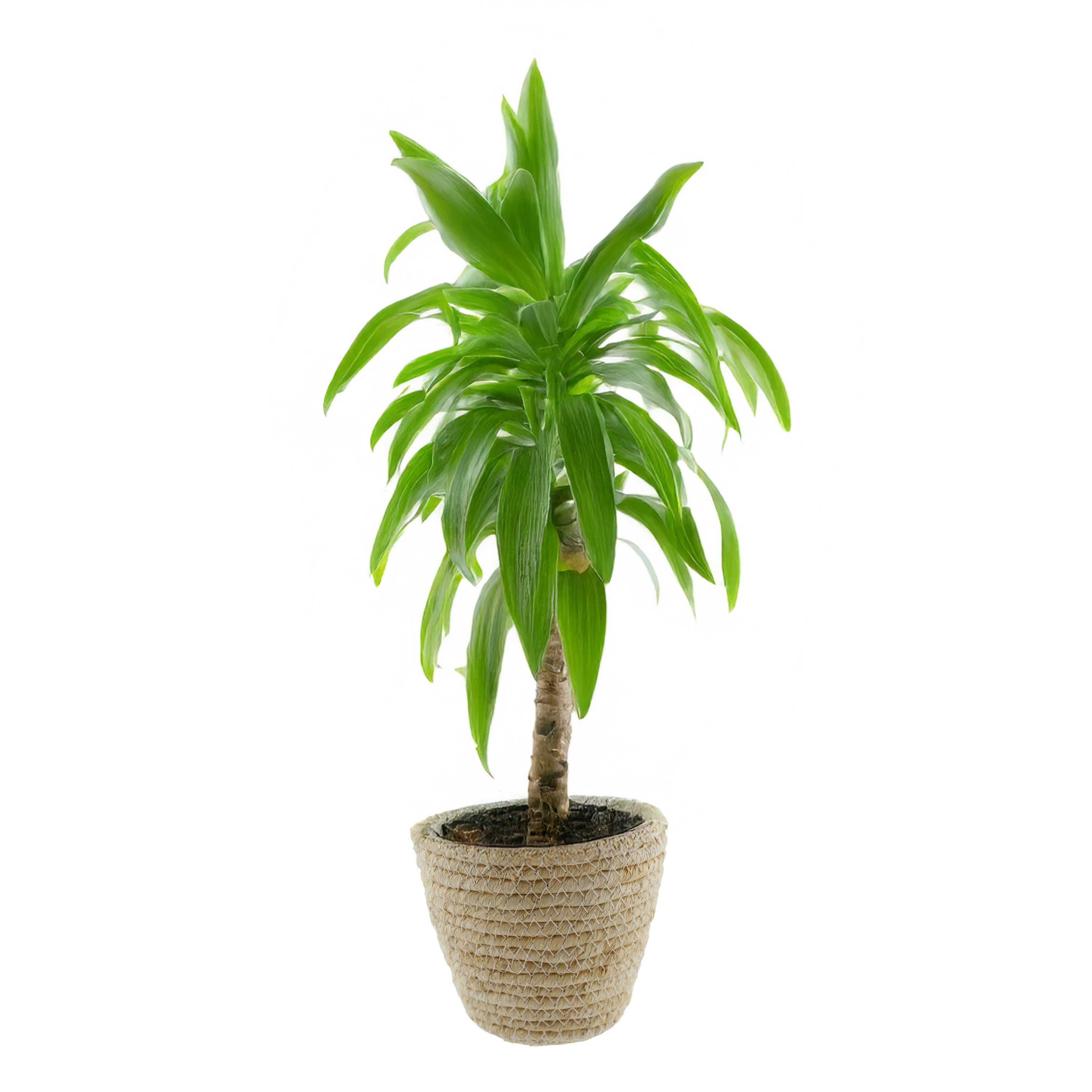 Van der Leeden Plantenmand - rotan - maisblad - D22 x H18 cm -