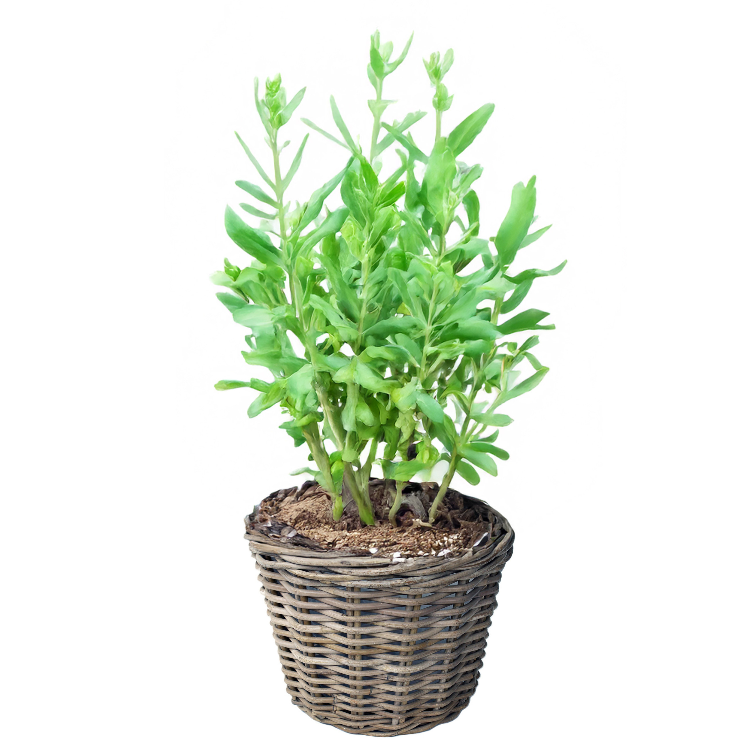 Van der Leeden VD Leeden Planten of bloemen mand - rond - rotan - D25 x H22 cm -