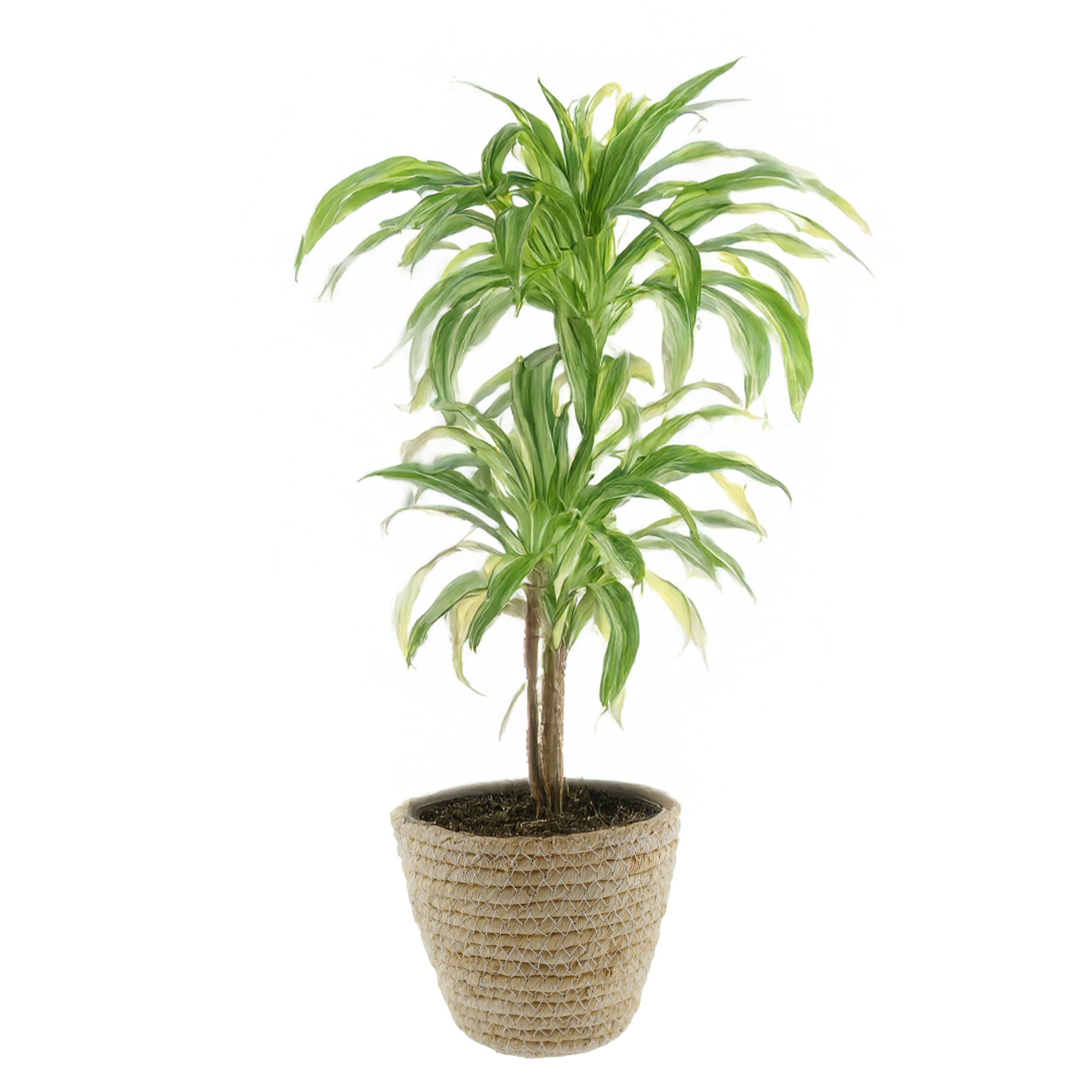 Van der Leeden Plantenmand - rotan - maisblad - D25 x H22 cm -