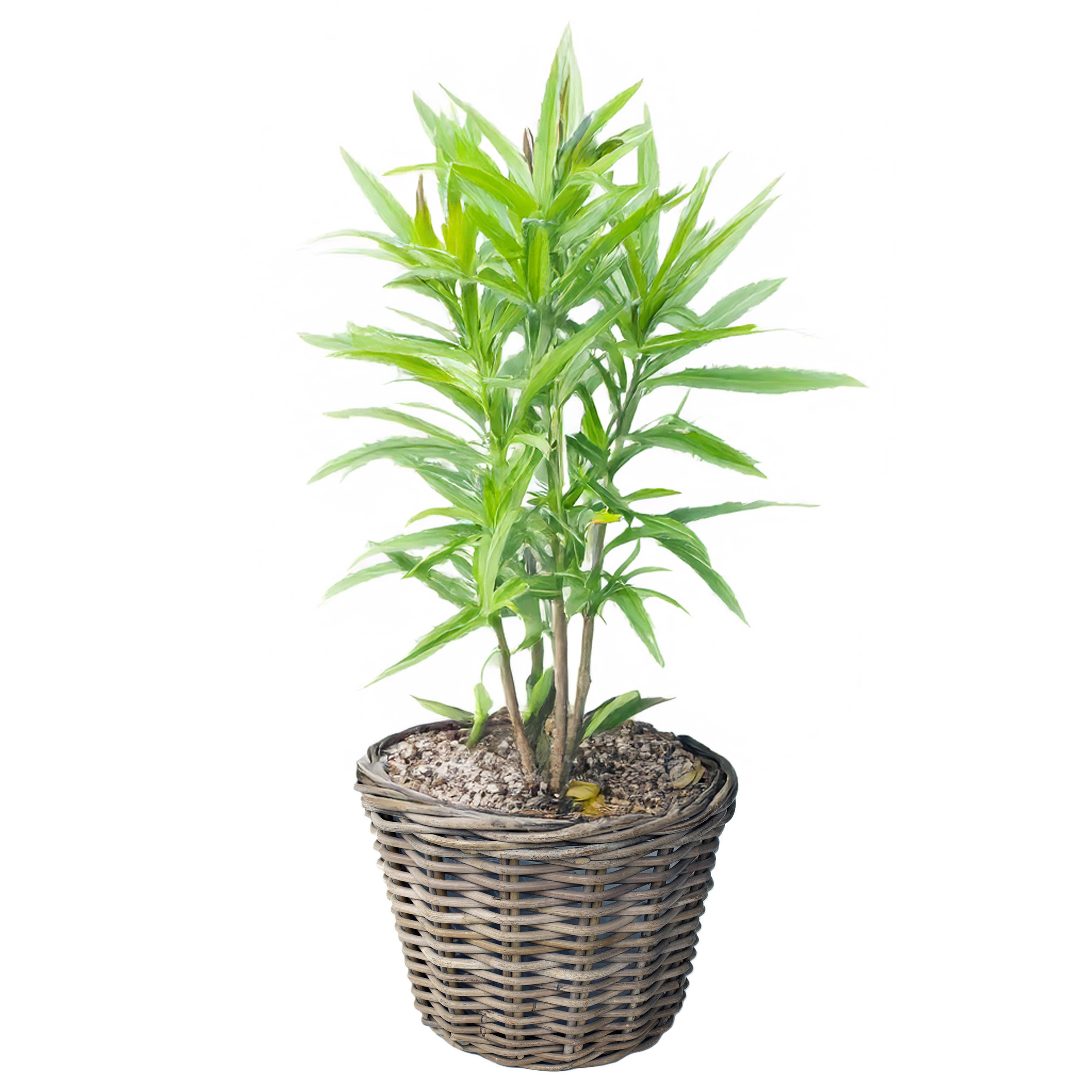 Van der Leeden VD Leeden Planten of bloemen mand - rond - rotan - D30 x H27 cm -