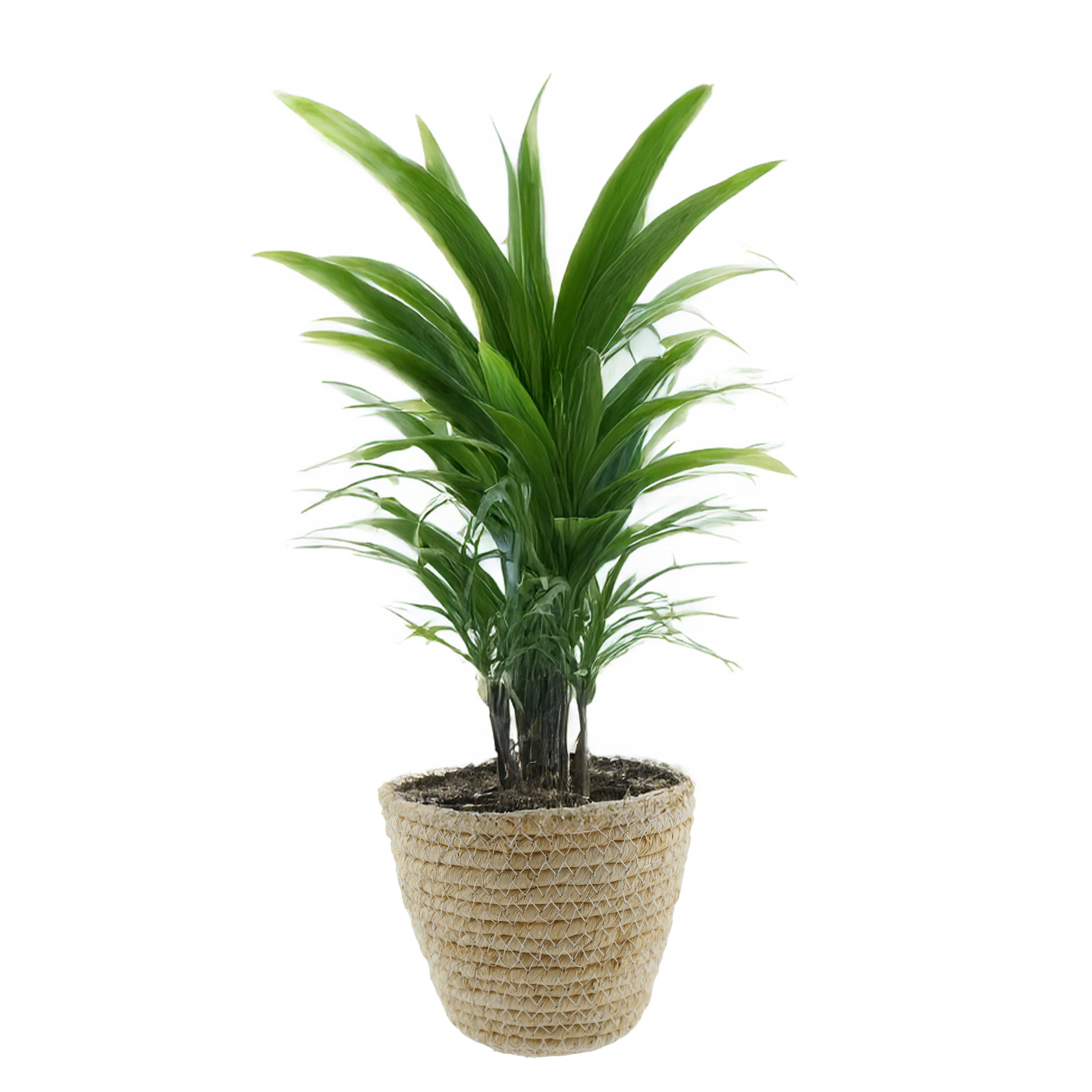 Van der Leeden Plantenmand - rotan - maisblad - D18 x H15 cm -