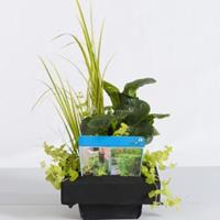 Moerings waterplanten Mix waterplanten op drijvend planteneiland - 2 stuks