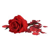 Bellatio Valentijnscadeau rode roos 31 cm met bordeauxrode rozenblaadjes