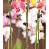 Nature Orchideeenclips