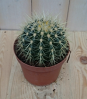 Warentuin Kamerplant Cactus schoonmoedersstoel klein